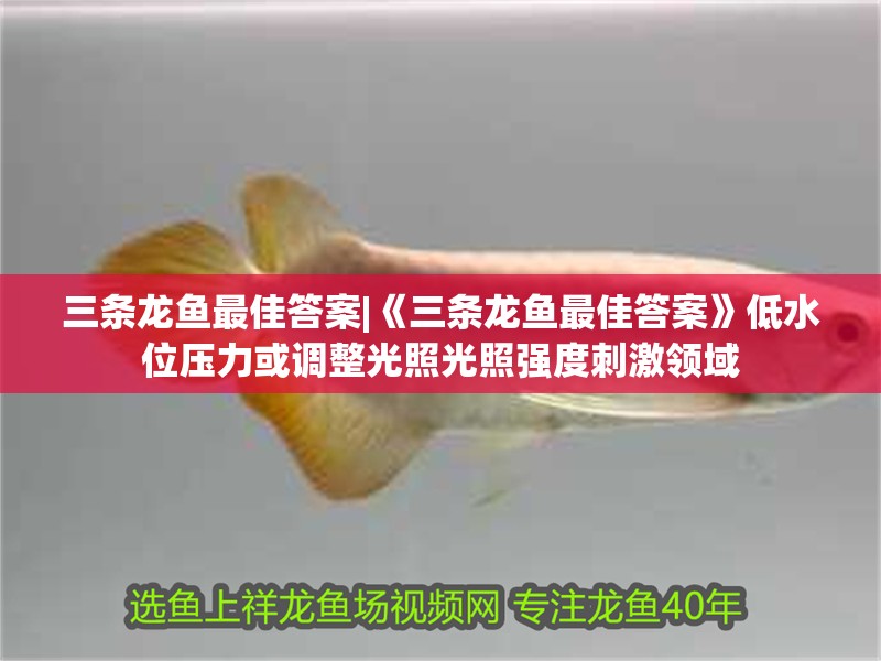 三條龍魚最佳答案|《三條龍魚最佳答案》低水位壓力或調整光照光照強度刺激領域