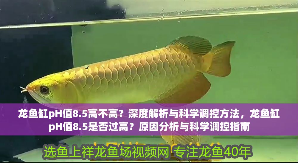 龍魚缸pH值8.5高不高？深度解析與科學(xué)調(diào)控方法，龍魚缸pH值8.5是否過高？原因分析與科學(xué)調(diào)控指南