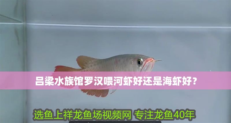 呂梁水族館羅漢喂河蝦好還是海蝦好？
