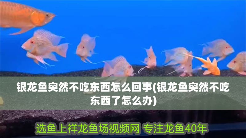 銀龍魚突然不吃東西怎么回事(銀龍魚突然不吃東西了怎么辦)