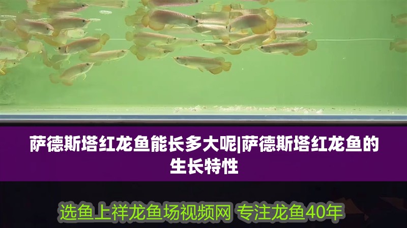 薩德斯塔紅龍魚能長多大呢|薩德斯塔紅龍魚的生長特性