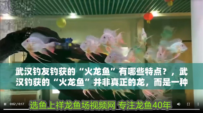 武漢釣友釣獲的“火龍魚”有哪些特點？，武漢釣獲的“火龍魚”并非真正的龍，而是一種外形奇特的觀賞魚
