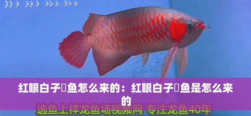 紅眼白子魟魚怎么來的：紅眼白子魟魚是怎么來的