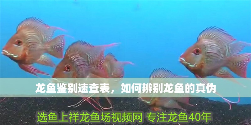 龍魚鑒別速查表，如何辨別龍魚的真偽