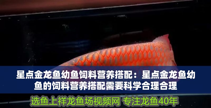 星點金龍魚幼魚飼料營養(yǎng)搭配：星點金龍魚幼魚的飼料營養(yǎng)搭配需要科學合理合理 星點金龍魚幼魚飼料營養(yǎng)搭配：星點金龍魚幼魚的飼料營養(yǎng)搭配需要科學合理合理 金龍魚百科 第1張