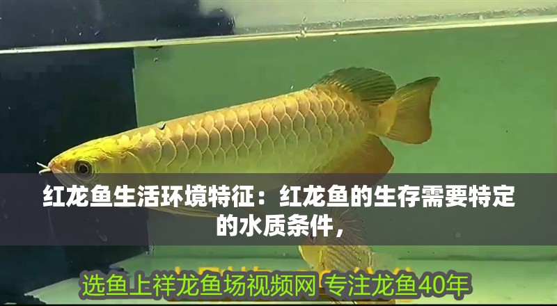紅龍魚生活環境特征：紅龍魚的生存需要特定的水質條件，