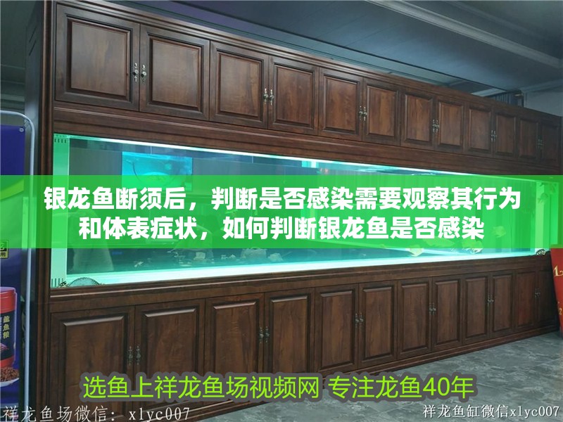 銀龍魚斷須后，判斷是否感染需要觀察其行為和體表癥狀，如何判斷銀龍魚是否感染