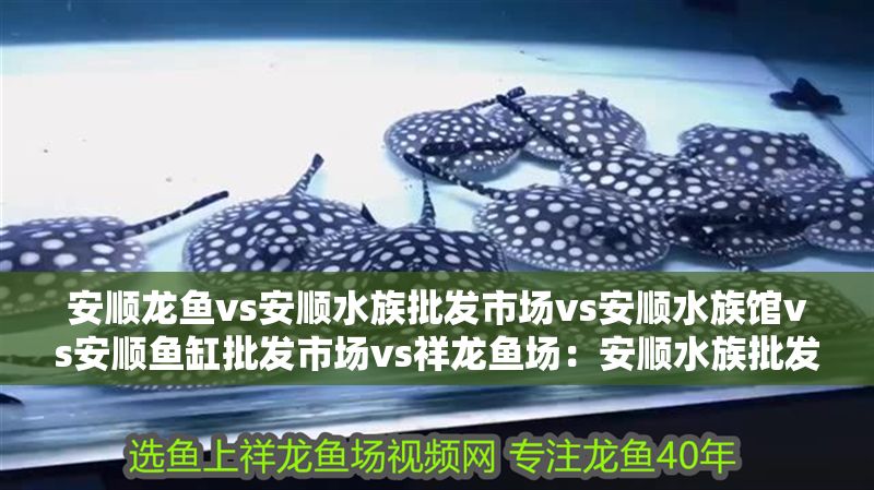 安順龍魚vs安順水族批發市場vs安順水族館vs安順魚缸批發市場vs祥龍魚場：安順水族批發市場、水族批發市場和魚缸批發市場價格對比 安順龍魚vs安順水族批發市場vs安順水族館vs安順魚缸批發市場vs祥龍魚場：安順水族批發市場、水族批發市場和魚缸批發市場價格對比 祥龍魚場各市分站 第2張