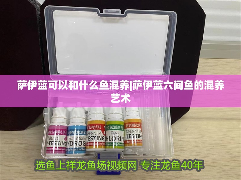 薩伊藍可以和什么魚混養|薩伊藍六間魚的混養藝術