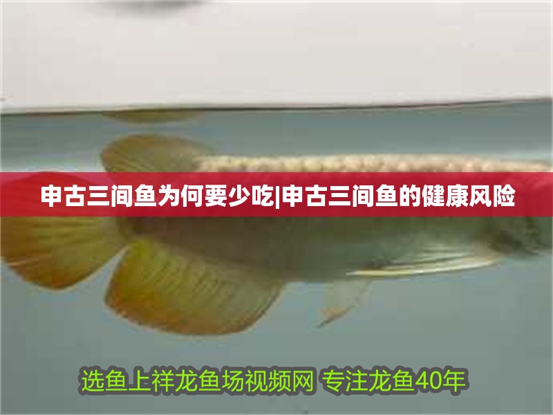 申古三間魚為何要少吃|申古三間魚的健康風險