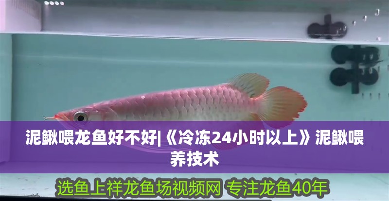 泥鰍喂龍魚好不好|《冷凍24小時以上》泥鰍喂養技術