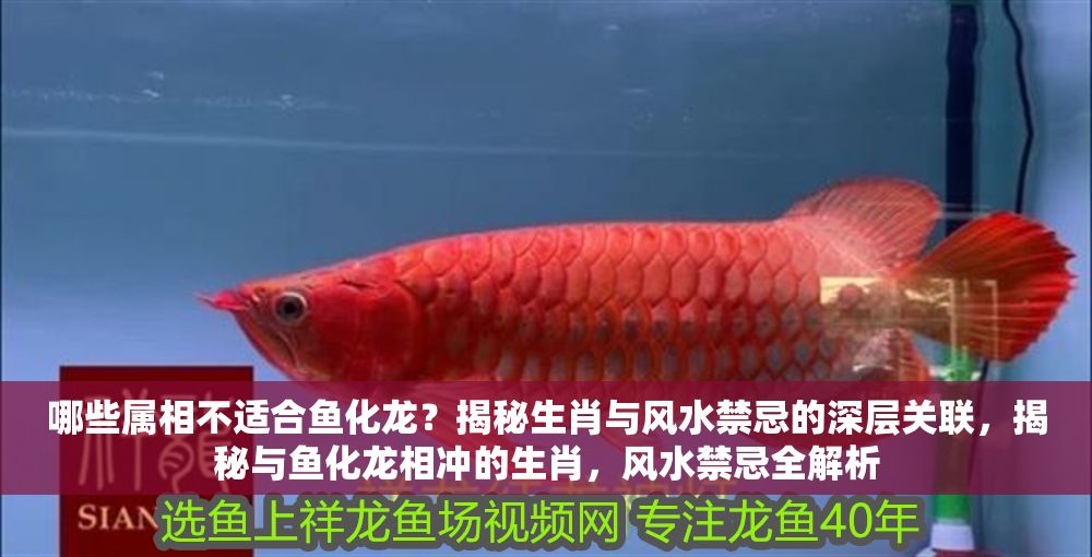 哪些屬相不適合魚化龍？揭秘生肖與風水禁忌的深層關聯，揭秘與魚化龍相沖的生肖，風水禁忌全解析