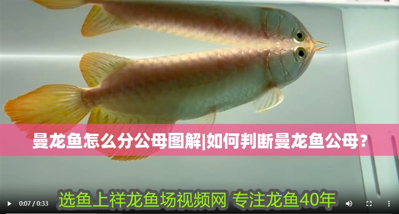 曼龍魚怎么分公母圖解|如何判斷曼龍魚公母？