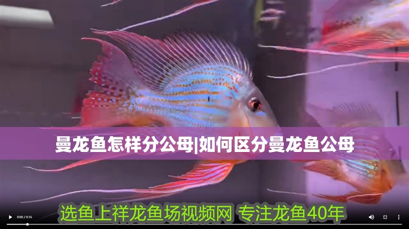 曼龍魚怎樣分公母|如何區分曼龍魚公母