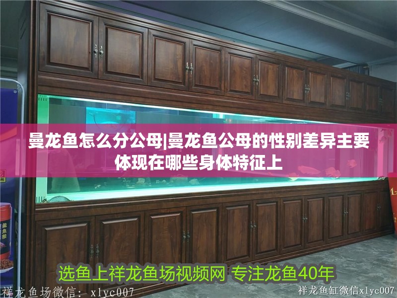 曼龍魚怎么分公母|曼龍魚公母的性別差異主要體現在哪些身體特征上