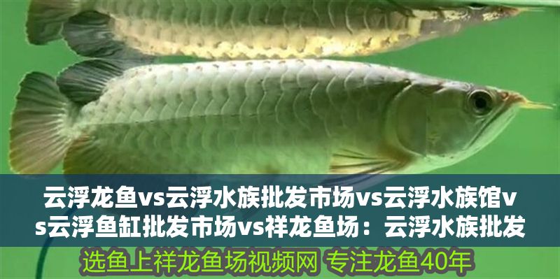 云浮龍魚vs云浮水族批發市場vs云浮水族館vs云浮魚缸批發市場vs祥龍魚場：云浮水族批發市場