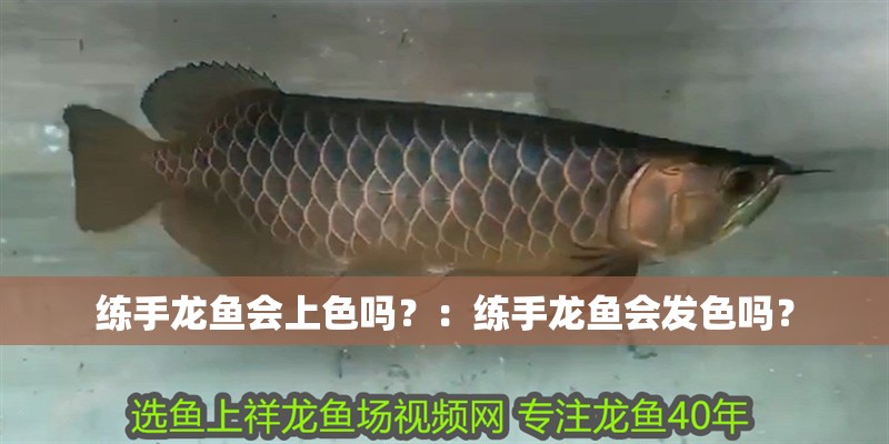 練手龍魚會上色嗎？：練手龍魚會發色嗎？