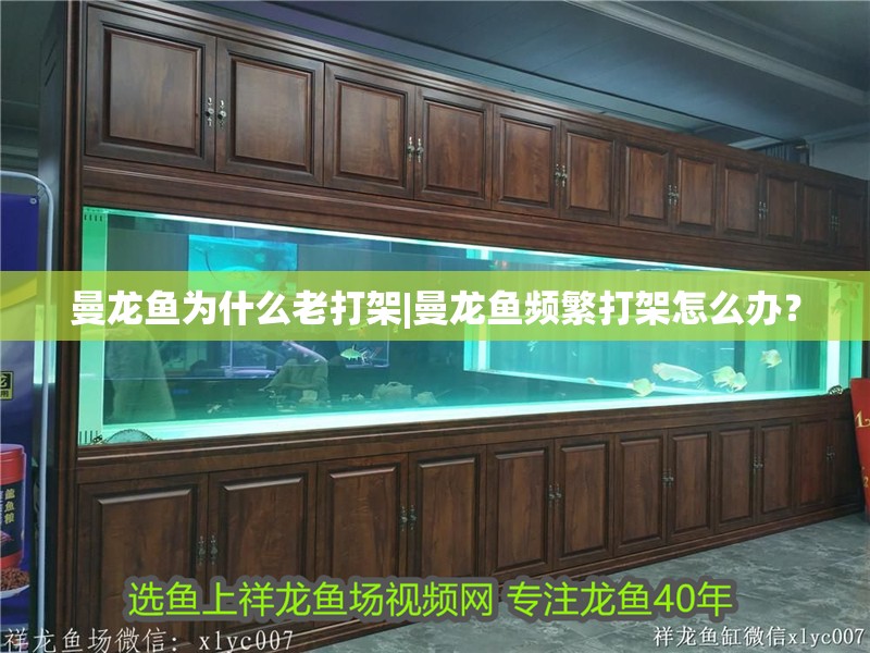 曼龍魚為什么老打架|曼龍魚頻繁打架怎么辦？