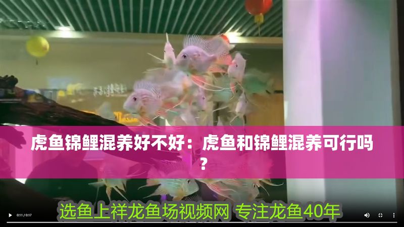 虎魚錦鯉混養好不好：虎魚和錦鯉混養可行嗎？