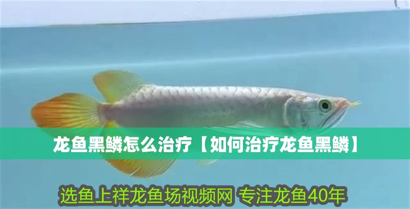 龍魚黑鱗怎么治療【如何治療龍魚黑鱗】