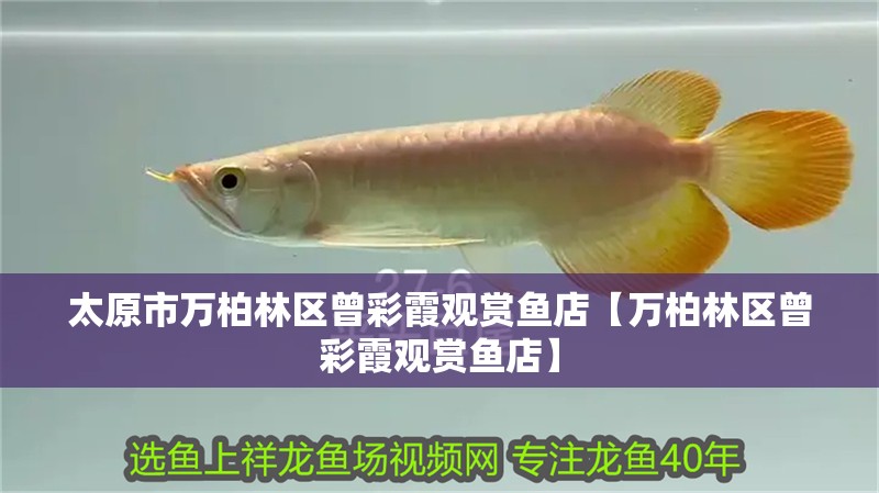 太原市萬柏林區曾彩霞觀賞魚店【萬柏林區曾彩霞觀賞魚店】