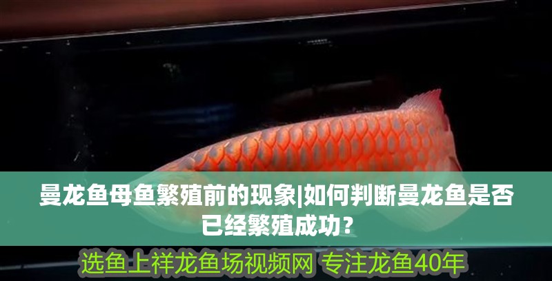 曼龍魚母魚繁殖前的現象|如何判斷曼龍魚是否已經繁殖成功？