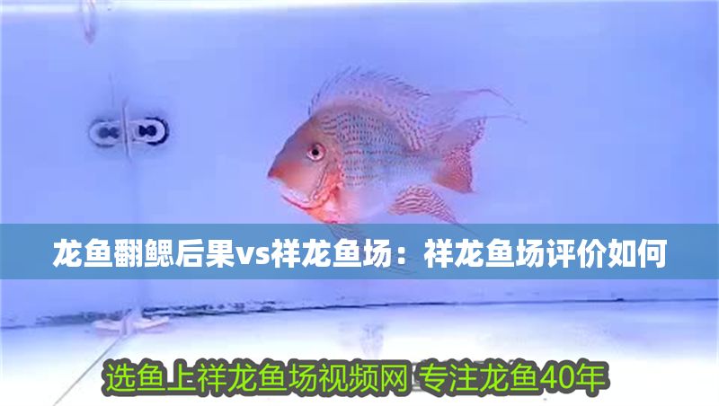 龍魚翻鰓后果vs祥龍魚場：祥龍魚場評價如何