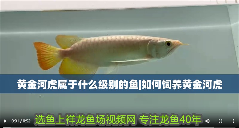 黃金河虎屬于什么級別的魚|如何飼養(yǎng)黃金河虎