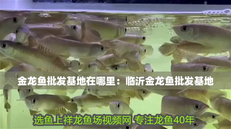 金龍魚批發基地在哪里：臨沂金龍魚批發基地