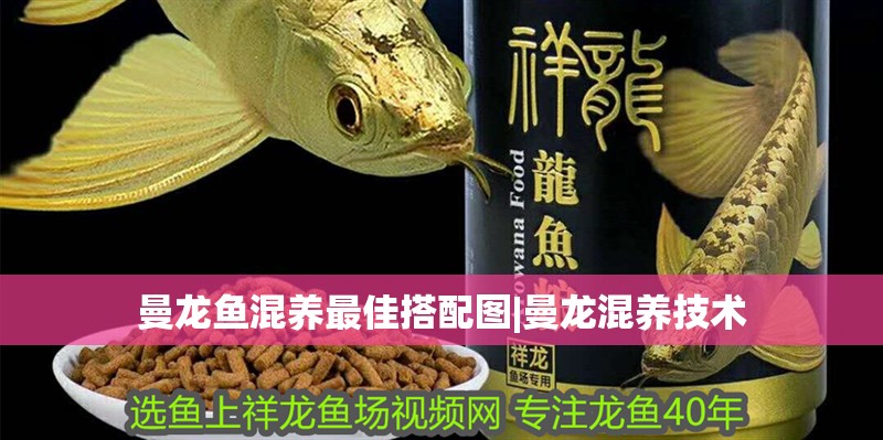 魚缸用增氧泵價格是多少:魚缸增氧機-xtrac增氧機-xtrac增氧機 曼龍魚混養最佳搭配圖|曼龍混養技術 水族問答 曼龍魚混養最佳搭配圖|曼龍混養技術 曼龍魚混養最佳搭配圖|曼龍混養技術 水族問答