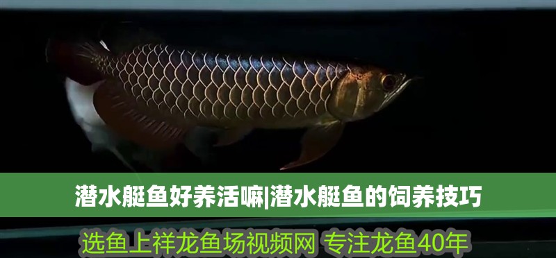 潛水艇魚好養(yǎng)活嘛|潛水艇魚的飼養(yǎng)技巧