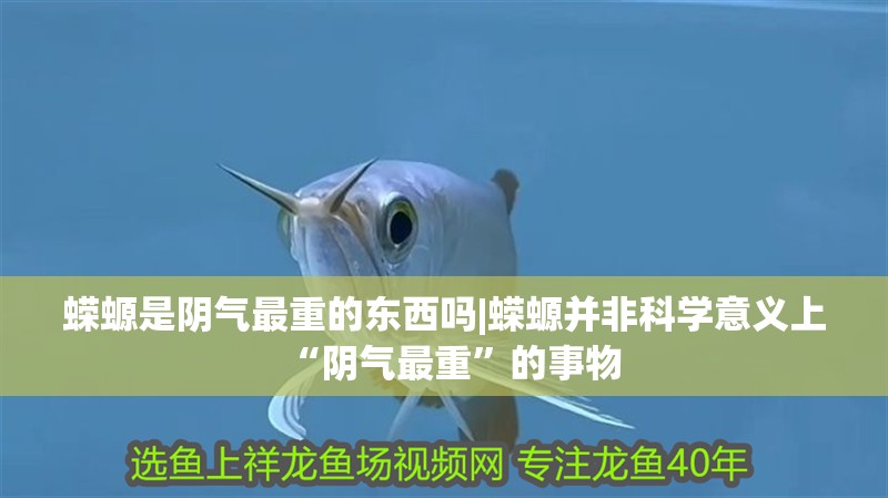 蠑螈是陰氣最重的東西嗎|蠑螈并非科學意義上“陰氣最重”的事物