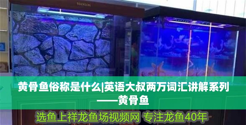 黃骨魚俗稱是什么|英語大叔兩萬詞匯講解系列——黃骨魚