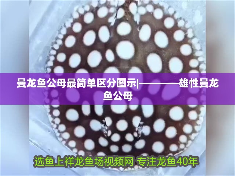 曼龍魚公母最簡單區分圖示|————雄性曼龍魚公母