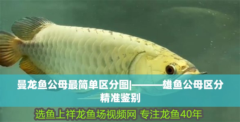 曼龍魚公母最簡單區分圖|———雄魚公母區分精準鑒別