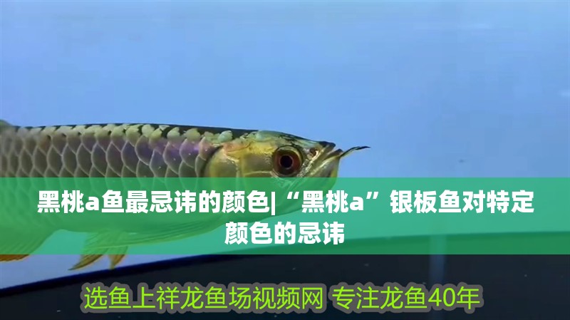 黑桃a魚最忌諱的顏色|“黑桃a”銀板魚對(duì)特定顏色的忌諱