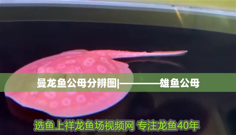 曼龍魚公母分辨圖|————雄魚公母