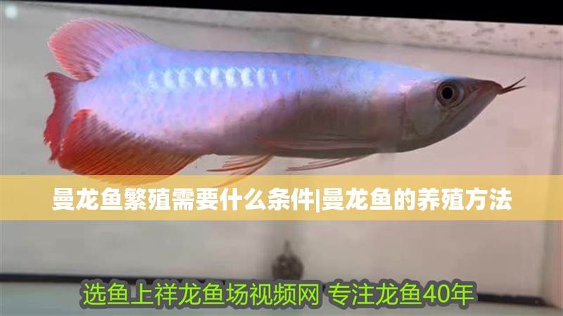 曼龍魚繁殖需要什么條件|曼龍魚的養(yǎng)殖方法