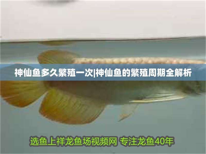 神仙魚多久繁殖一次|神仙魚的繁殖周期全解析