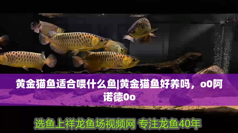 黃金貓魚適合喂什么魚|黃金貓魚好養嗎，o0阿諾德0o