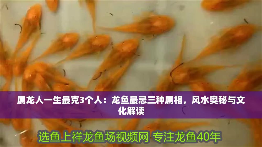 屬龍人一生最克3個人：龍魚最忌三種屬相，風水奧秘與文化解讀