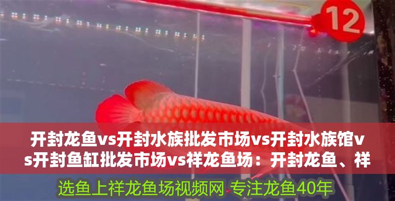 開封龍魚vs開封水族批發(fā)市場vs開封水族館vs開封魚缸批發(fā)市場vs祥龍魚場:開封龍魚、祥龍魚場、水族批發(fā)市場 祥龍魚場各市分站 第2張 開封龍魚vs開封水族批發(fā)市場vs開封水族館vs開封魚缸批發(fā)市場vs祥龍魚場:開封龍魚、祥龍魚場、水族批發(fā)市場 開封龍魚vs開封水族批發(fā)市場vs開封水族館vs開封魚缸批發(fā)市場vs祥龍魚場:開封龍魚、祥龍魚場、水族批發(fā)市場 祥龍魚場各市分站 第2張