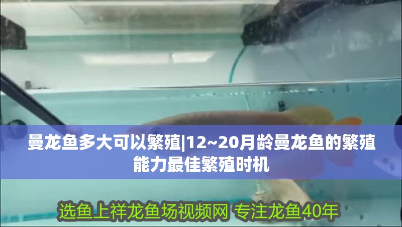 曼龍魚多大可以繁殖|12~20月齡曼龍魚的繁殖能力最佳繁殖時機