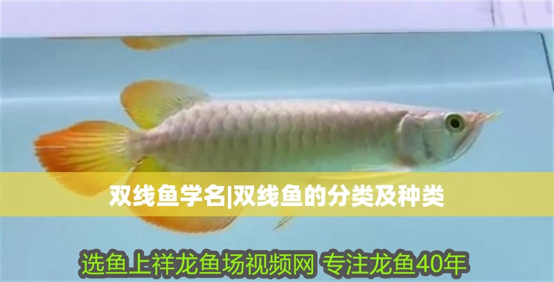 雙線魚學名|雙線魚的分類及種類