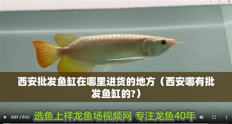 西安批發魚缸在哪里進貨的地方（西安哪有批發魚缸的?） 西安批發魚缸在哪里進貨的地方（西安哪有批發魚缸的?） 元寶鳳凰魚百科 第1張