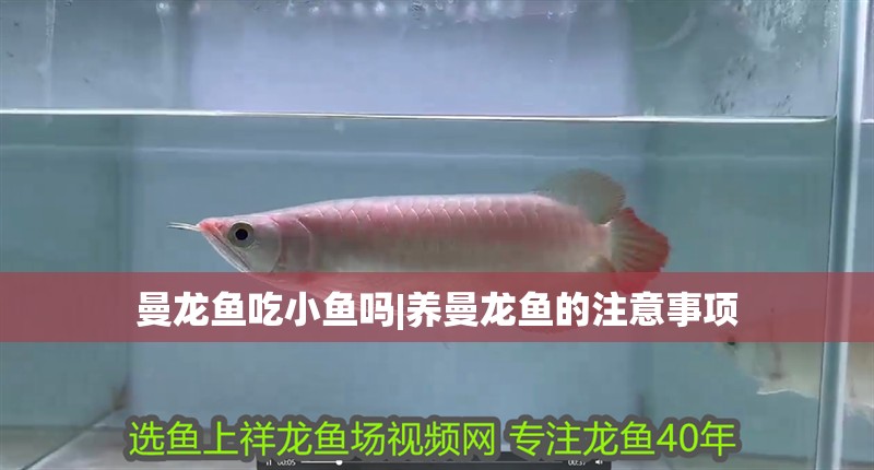 曼龍魚(yú)吃小魚(yú)嗎|養(yǎng)曼龍魚(yú)的注意事項(xiàng)