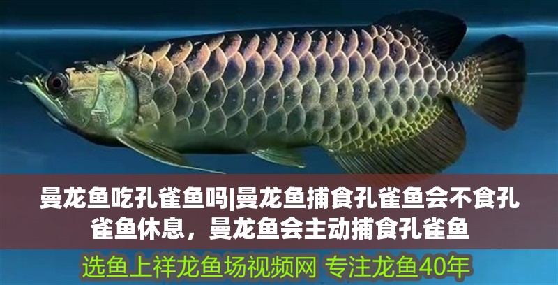 曼龍魚吃孔雀魚嗎|曼龍魚捕食孔雀魚會不食孔雀魚休息，曼龍魚會主動捕食孔雀魚