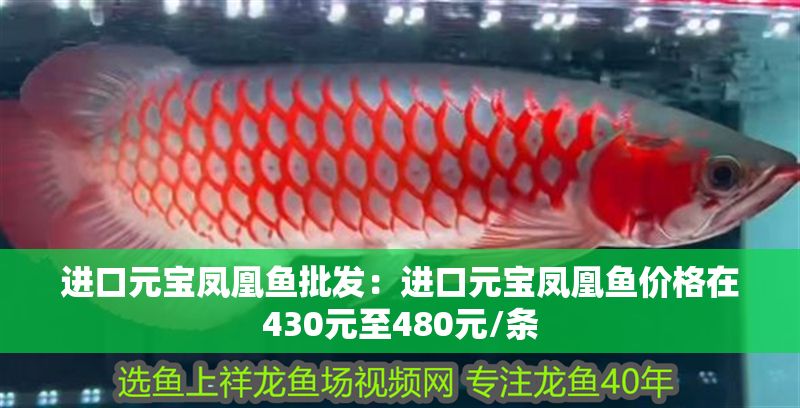進口元寶鳳凰魚批發:進口元寶鳳凰魚價格在430元至480元/條