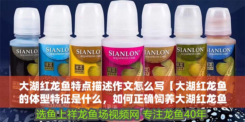 大湖紅龍魚特點描述作文怎么寫【大湖紅龍魚的體型特征是什么，如何正確飼養大湖紅龍魚】