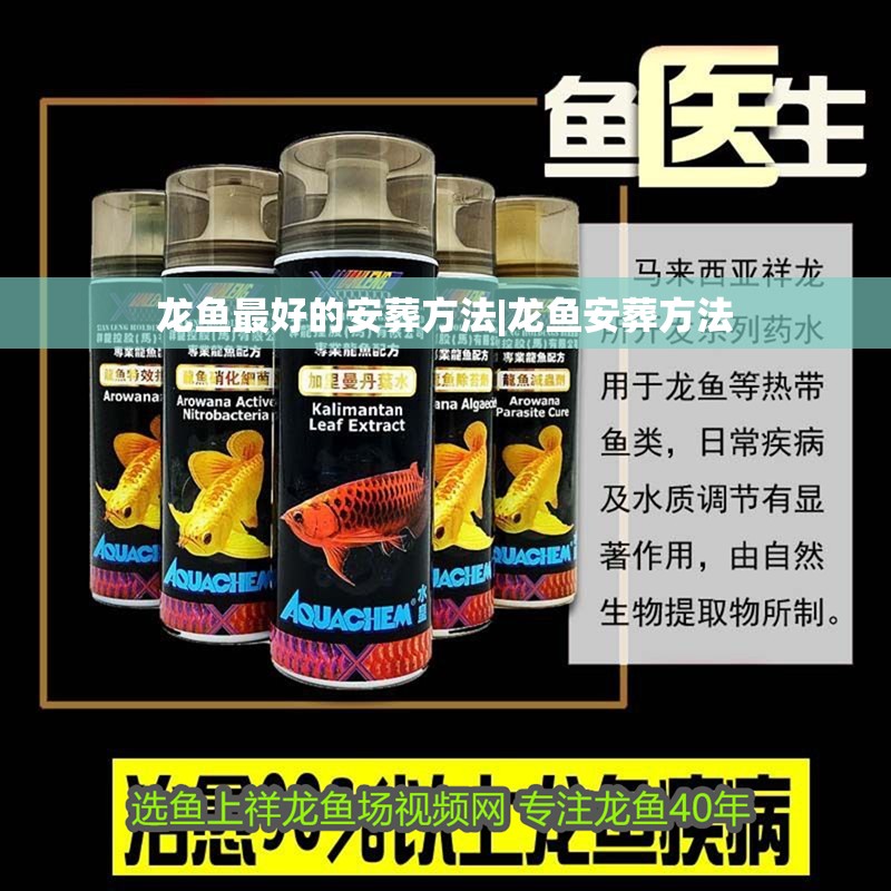 龍魚最好的安葬方法|龍魚安葬方法